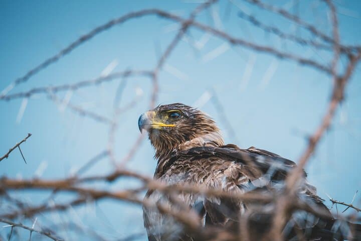 5-Day Camping Safari: Taste of Tanzania — Serengeti, Ngorongoro & Lake Manyara photo 4
