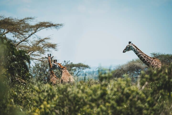 5-Day Camping Safari: Taste of Tanzania — Serengeti, Ngorongoro & Lake Manyara photo 5