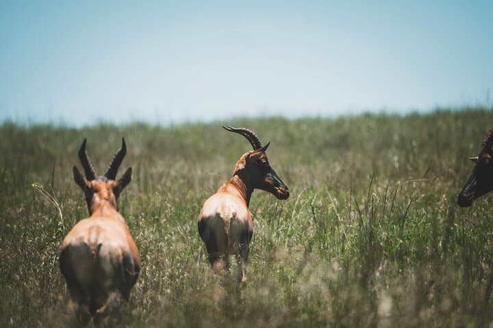 5-Day Camping Safari: Taste of Tanzania — Serengeti, Ngorongoro & Lake Manyara photo 6