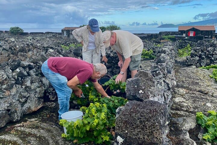 Pico Girl Power: Volcano Wine Tasting & Natural Pools in the Azores photo 5
