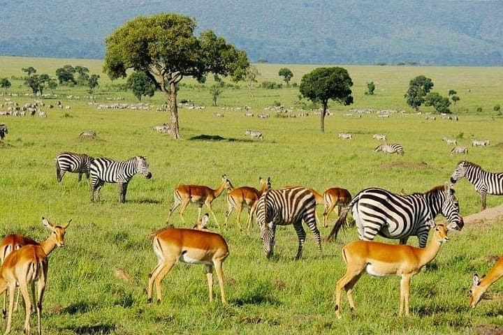 4-Day Masai Mara and Lake Nakuru Budget Group Safari from Nairobi photo 4
