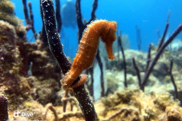 PADI Open Water Diver Course in Bayahibe — 3-Day Certification with Resort Pickup photo 2