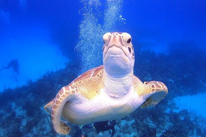 PADI Open Water Diver Course in Bayahibe — 3-Day Certification with Resort Pickup photo 3