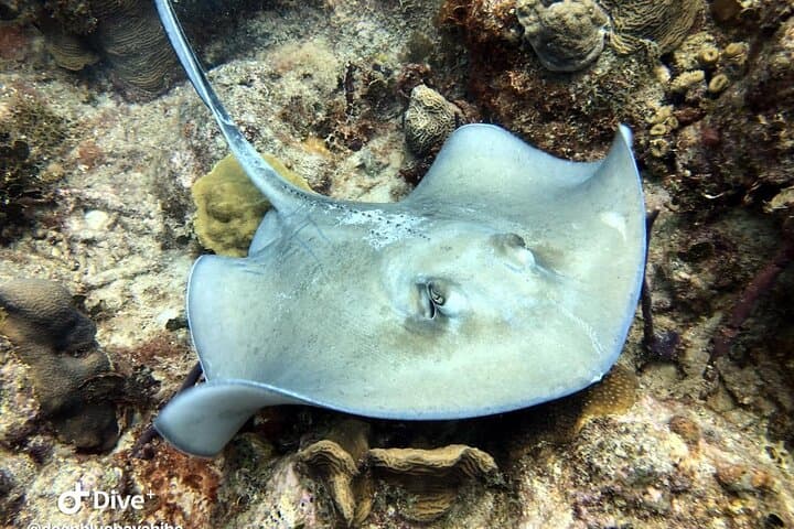 PADI Open Water Diver Course in Bayahibe — 3-Day Certification with Resort Pickup photo 4