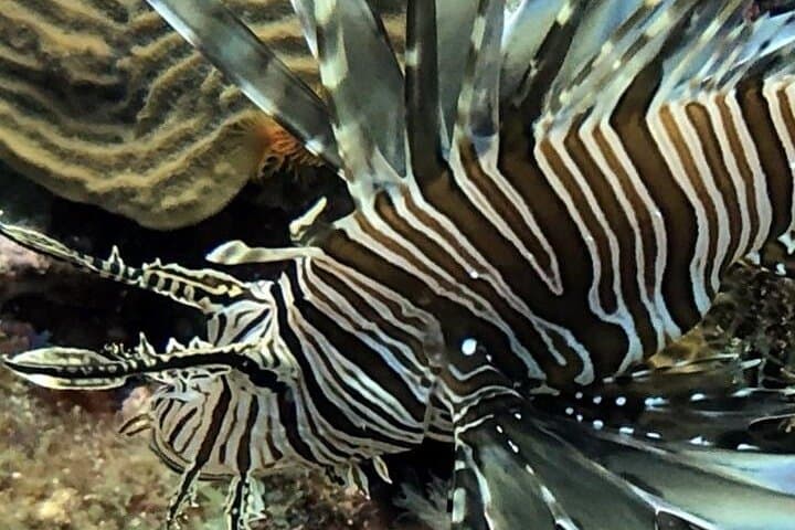 PADI Open Water Diver Course in Bayahibe — 3-Day Certification with Resort Pickup photo 5