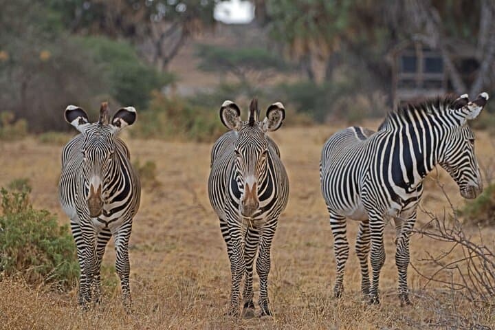 3-Day Safari: Tsavo East & Taita Hills Salt Lick — Big Game Drives from Mombasa photo 2