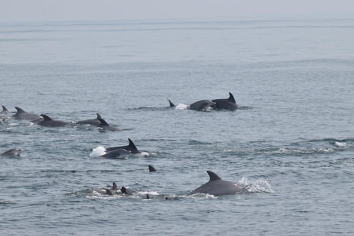 Cape May Dolphin and Bird Watching Ecotour Cruise — Marine Biologist-Led 2-Hour Cruise photo 3