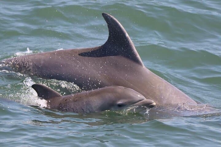 Cape May Dolphin and Bird Watching Ecotour Cruise — Marine Biologist-Led 2-Hour Cruise photo 4