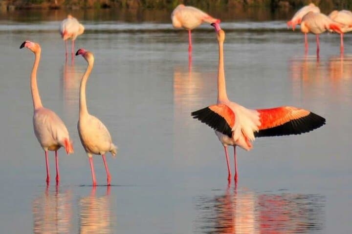 Holistic Immersion in the Ebro Delta: les Terres de l'Ebre Biosphere Reserve Experience