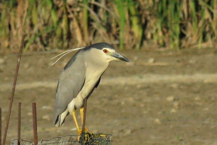 Holistic Immersion in the Ebro Delta: les Terres de l'Ebre Biosphere Reserve Experience photo 5