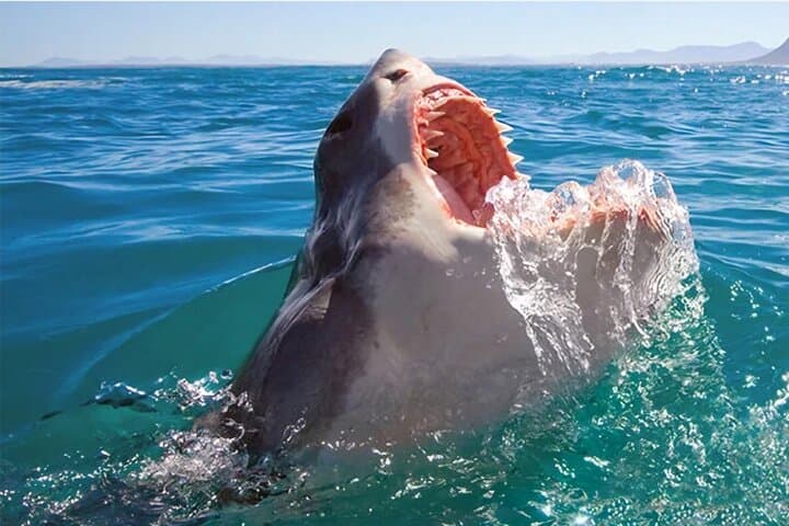 Shark Cage Diving in Gansbaai: Great White Encounters, Penguins & Wine from Cape Town