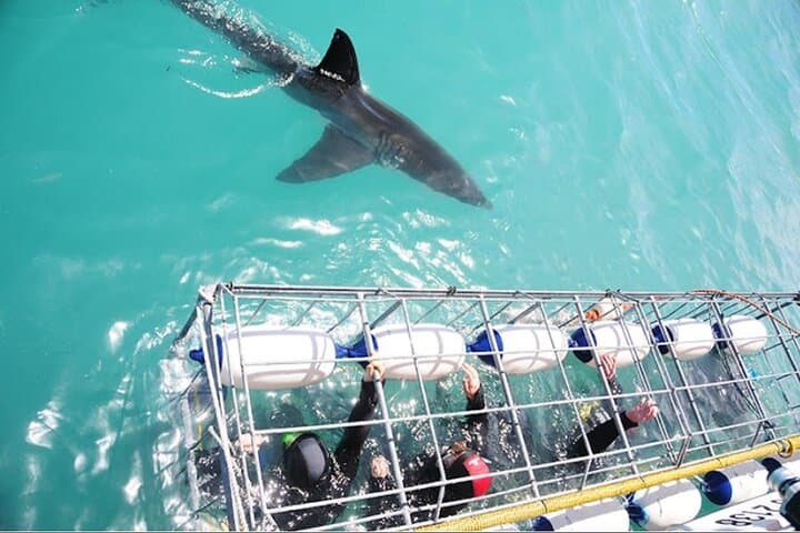 Shark Cage Diving in Gansbaai: Great White Encounters, Penguins & Wine from Cape Town photo 2