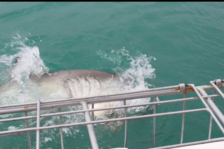Shark Cage Diving in Gansbaai: Great White Encounters, Penguins & Wine from Cape Town photo 3