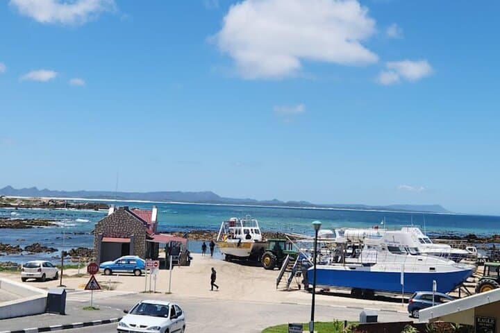 Shark Cage Diving in Gansbaai: Great White Encounters, Penguins & Wine from Cape Town photo 4