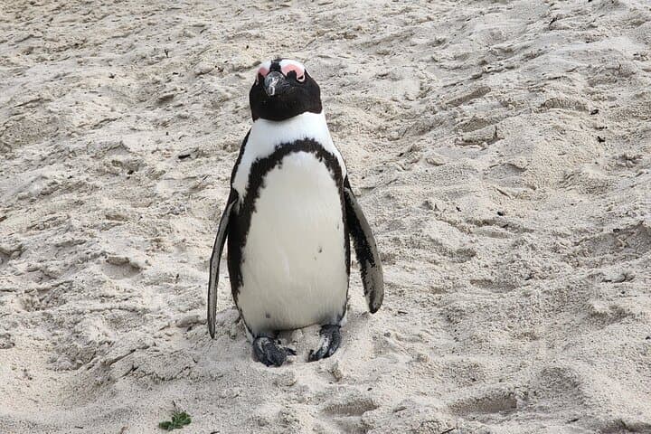 Shark Cage Diving in Gansbaai: Great White Encounters, Penguins & Wine from Cape Town photo 6