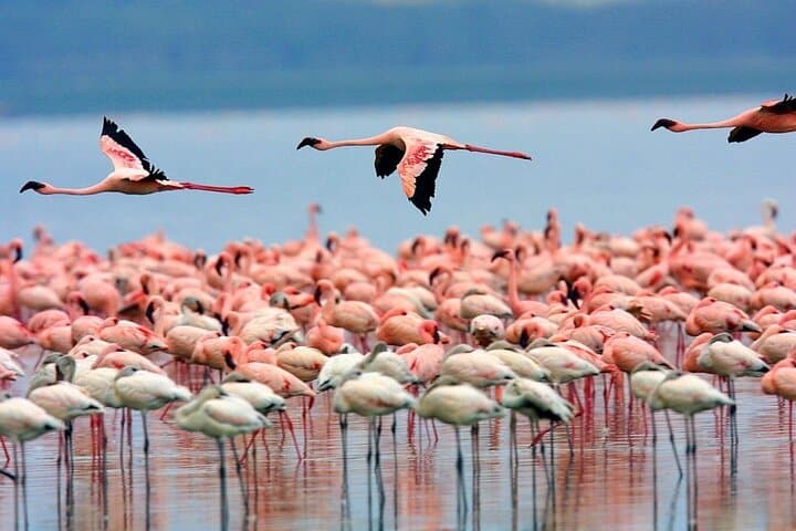 3-Day Cultural Safari at Lake Eyasi: Hadzabe & Datoga Immersion photo 3