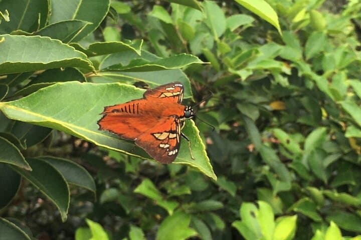 Cerro Gaital Caldera Route Hike: Private 3km Rainforest Trek with Panoramic View photo 3