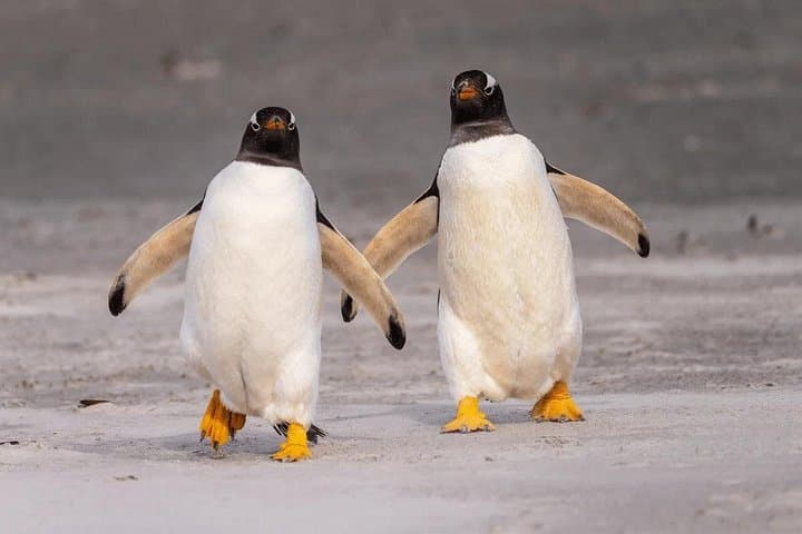 Bertha's Beach Penguin Experience — Day Tour from Stanley to See Gentoo & Magellanic Penguins photo 6
