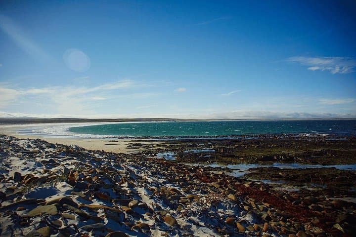 Bertha's Beach Penguin Experience — Day Tour from Stanley to See Gentoo & Magellanic Penguins photo 4