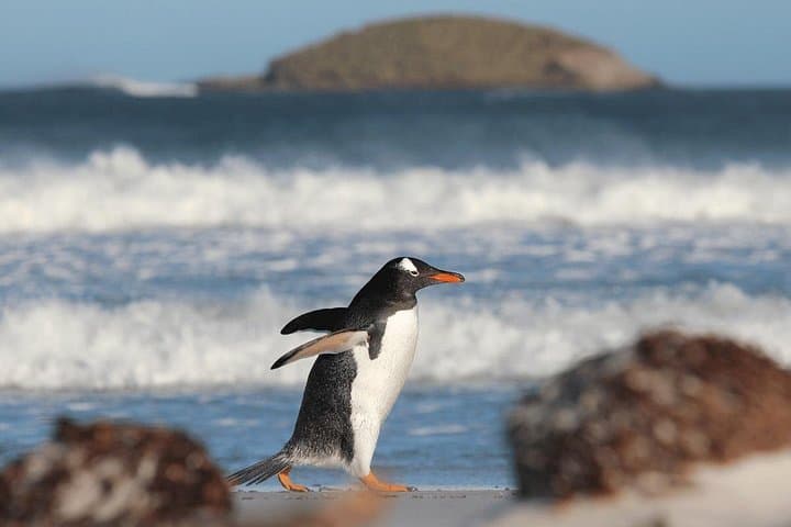 Bertha's Beach Penguin Experience — Day Tour from Stanley to See Gentoo & Magellanic Penguins photo 2