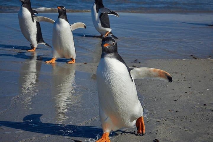 Bertha's Beach Penguin Experience — Day Tour from Stanley to See Gentoo & Magellanic Penguins