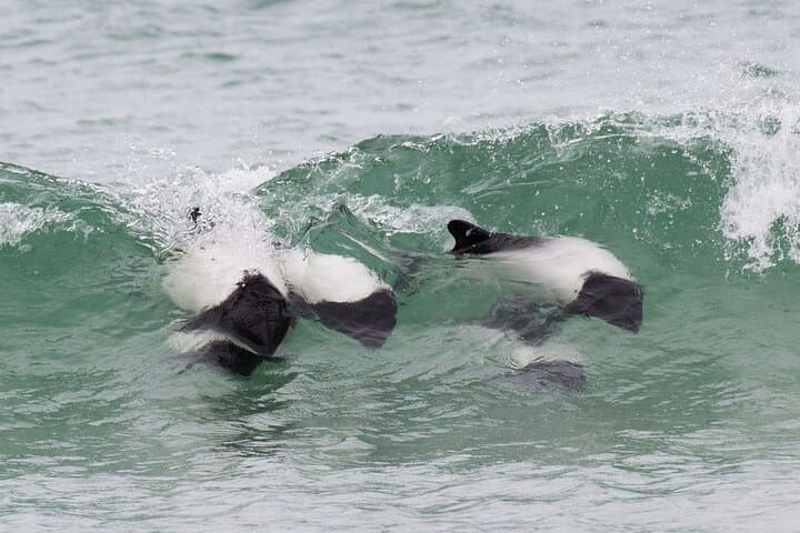 Bertha's Beach Penguin Experience — Day Tour from Stanley to See Gentoo & Magellanic Penguins photo 3