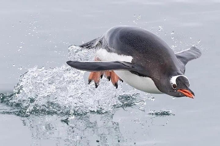 Bertha's Beach Penguin Experience — Day Tour from Stanley to See Gentoo & Magellanic Penguins photo 5