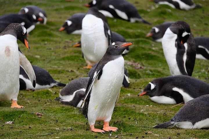 Whale Point Penguin and Elephant Seal Safari from Stanley photo 3
