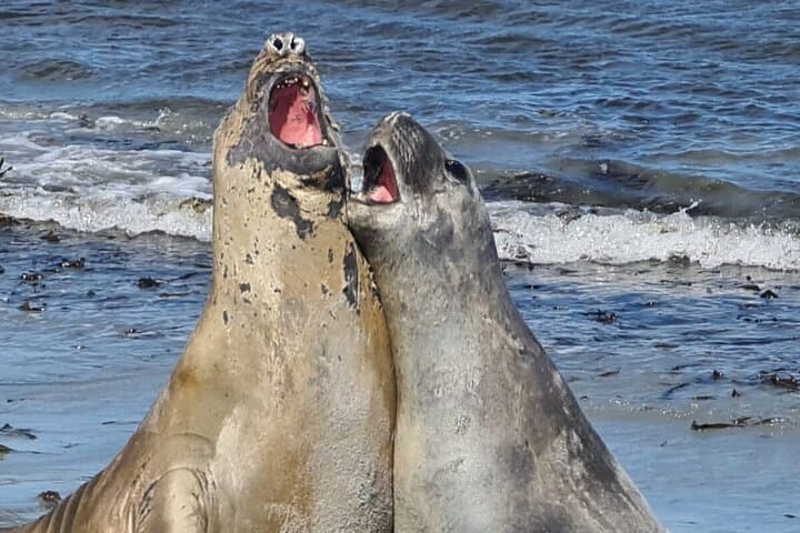 Whale Point Penguin and Elephant Seal Safari from Stanley photo 4