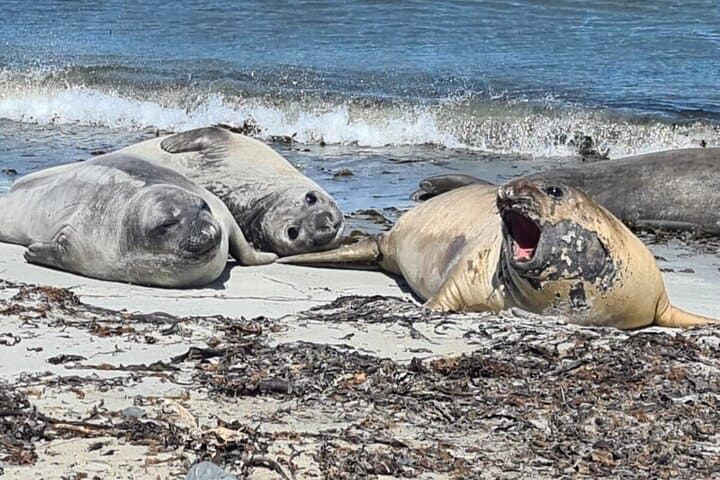 Whale Point Penguin and Elephant Seal Safari from Stanley photo 6