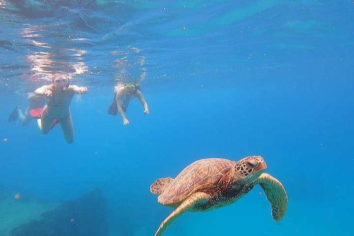 Electric Beach Marine Ecology Snorkel: Guided Reef Tour with Photos photo 3