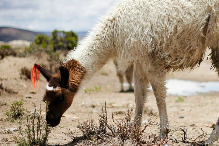 2-Day Colca Canyon Trek: Sangalle Oasis, Condor Cross & Hot Springs photo 2