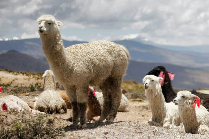 2-Day Colca Canyon Trek: Sangalle Oasis, Condor Cross & Hot Springs photo 3