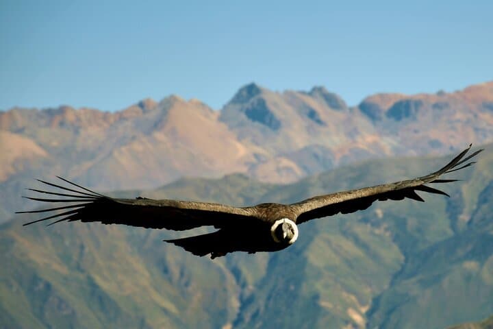 2-Day Colca Canyon Trek: Sangalle Oasis, Condor Cross & Hot Springs photo 5