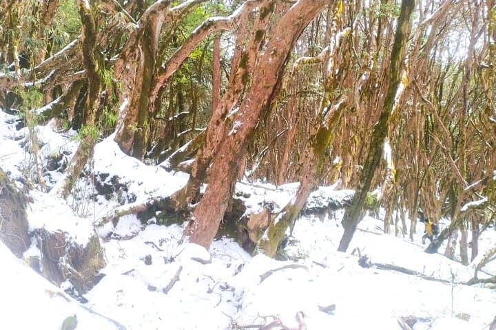 5-Day Mardi Himal Base Camp Trek from Pokhara — Rhododendron Ridges & Annapurna Views photo 4