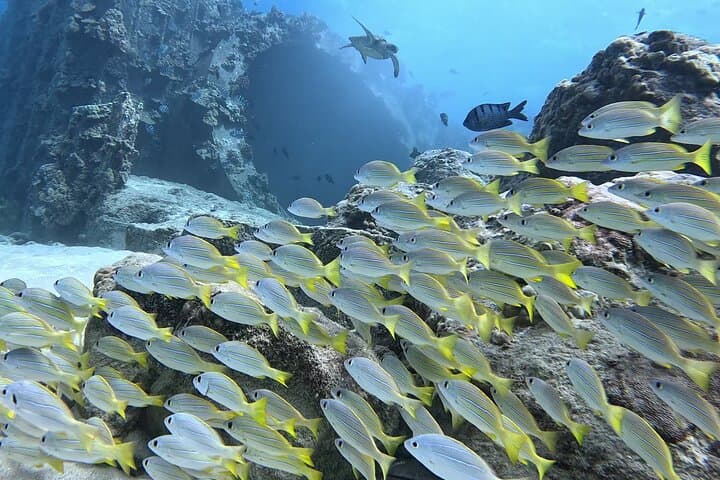 Try Scuba Diving at Electric Beach, Oahu — Kahe Point Intro Dive with Photos photo 2