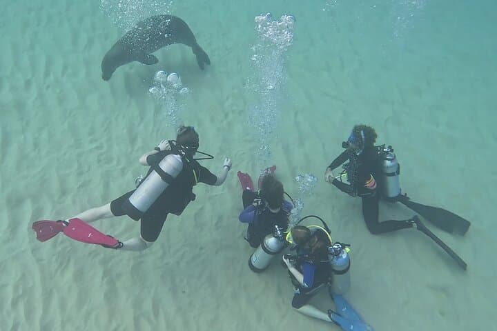 Try Scuba Diving at Electric Beach, Oahu — Kahe Point Intro Dive with Photos photo 6