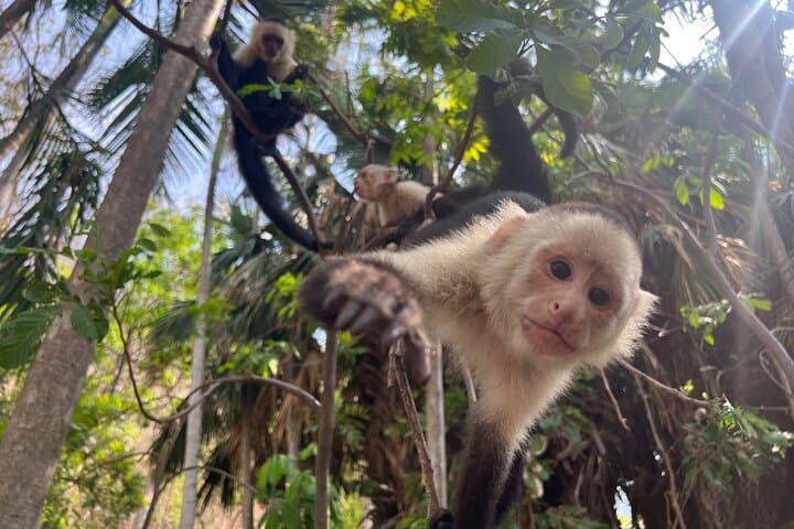 Monkey, Crocodile, Sloths & Beach Experience — Jaco Wildlife Tour photo 5