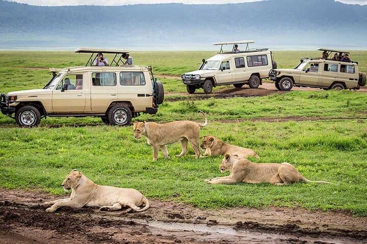 Private 6-Day Safari to Tarangire, Serengeti & Ngorongoro — Midrange Wildlife Experience photo 3