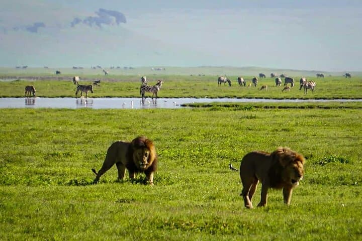 Private 6-Day Safari to Tarangire, Serengeti & Ngorongoro — Midrange Wildlife Experience photo 6