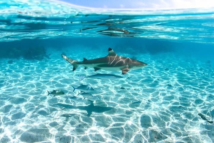 Private Moorea Boat Tour and Snorkeling Adventure photo 5