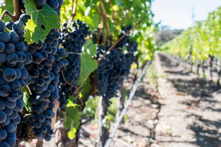 Franschhoek Wine Tram and Stellenbosch Day Tour: Tram, Tastings & History photo 2