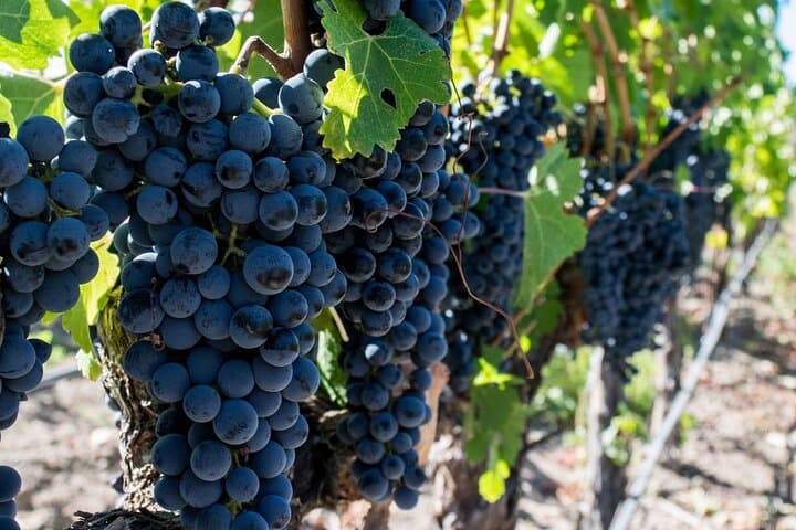 Franschhoek Wine Tram & Stellenbosch Day Tour from Cape Town photo 2
