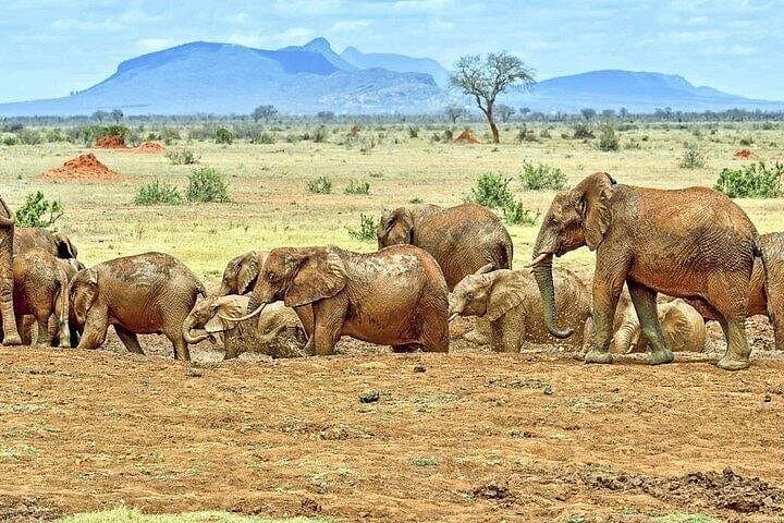 Full-Day Tsavo East Safari from Diani: Red Elephants & Yatta Plateau photo 1