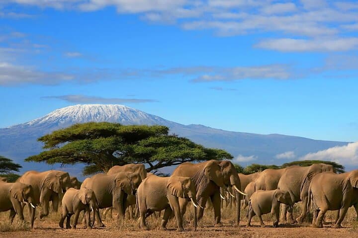 2-Day Amboseli Safari: Elephants, Views of Mount Kilimanjaro & Wildlife Immersion