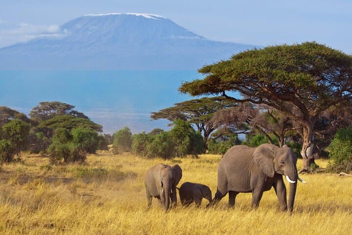 2-Day Amboseli Safari: Elephants, Views of Mount Kilimanjaro & Wildlife Immersion photo 2