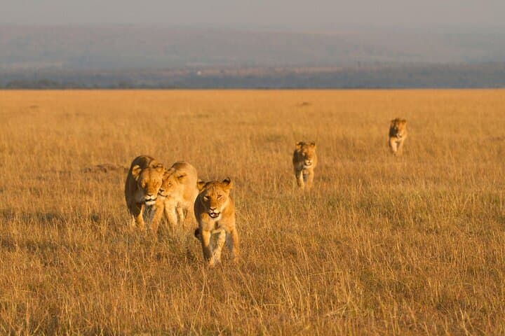 2-Day Amboseli Safari: Elephants, Views of Mount Kilimanjaro & Wildlife Immersion photo 3
