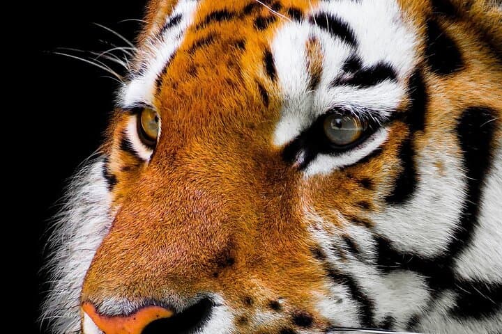 7-Day Golden Triangle & Ranthambore Tiger Safari from Delhi