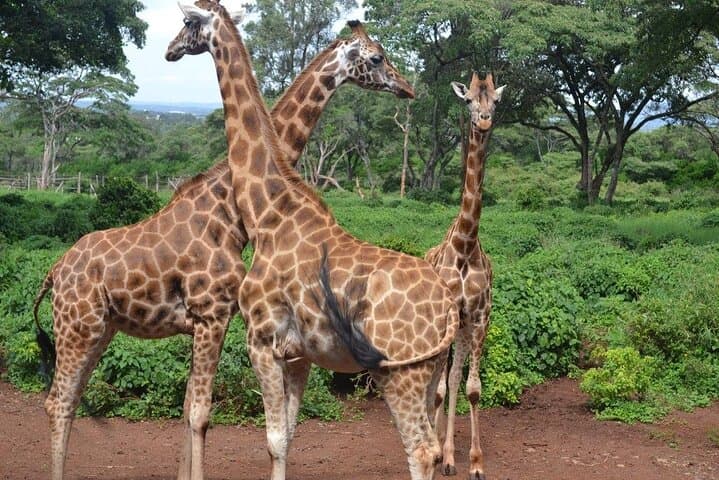 Nairobi Giraffe Centre Wildlife Encounter: Feeding Rothschild Giraffes & Nature Trail photo 3