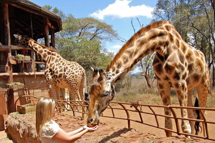 Nairobi Giraffe Centre Guided Tour: Feed Giraffes & Walk the Gogo River Trail photo 6